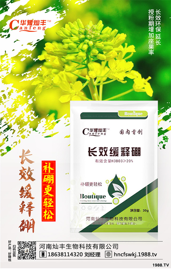 甘藍(lán)立枯病來襲,到底該如何防治?甘藍(lán)立枯病防治措施