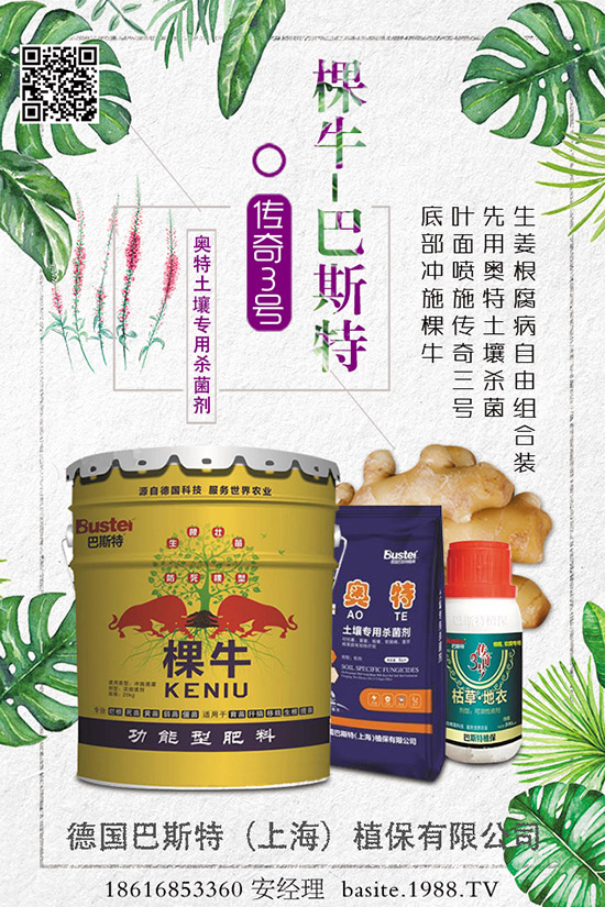 菜豆要高產,種植方法很重要!菜豆如何高產栽培呢?