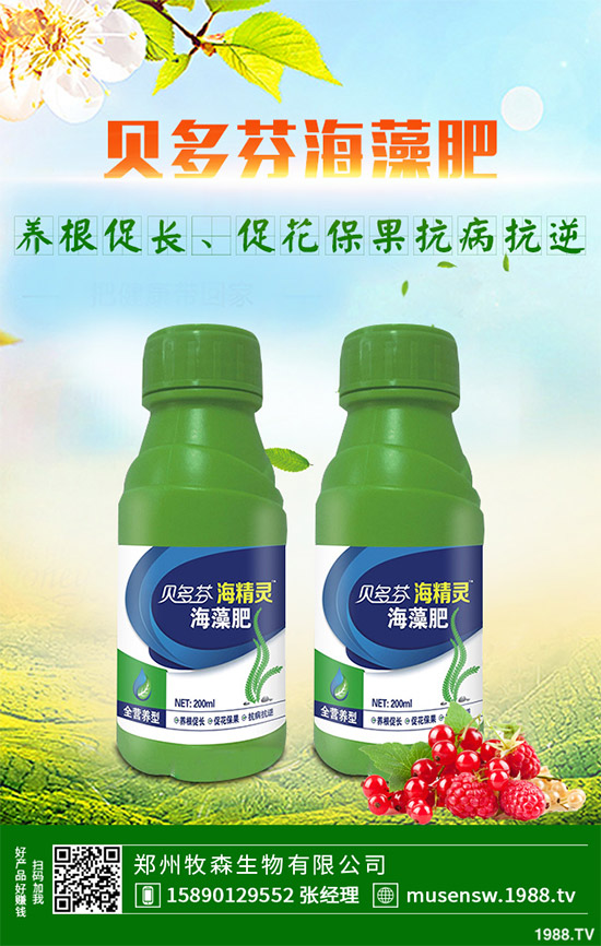 洋薊為什么這么受人歡迎?洋薊的市場(chǎng)行情分析