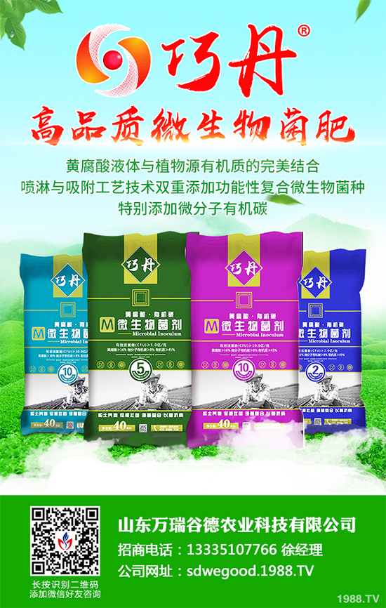 貢菊有哪些神奇功效?貢菊花的功效作用與禁忌