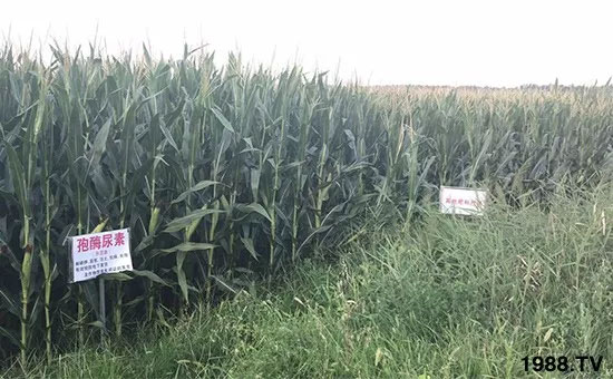 速看!小麥畝產(chǎn)1471斤,雙酶尿素全新升級,“高產(chǎn)王”當之無愧!