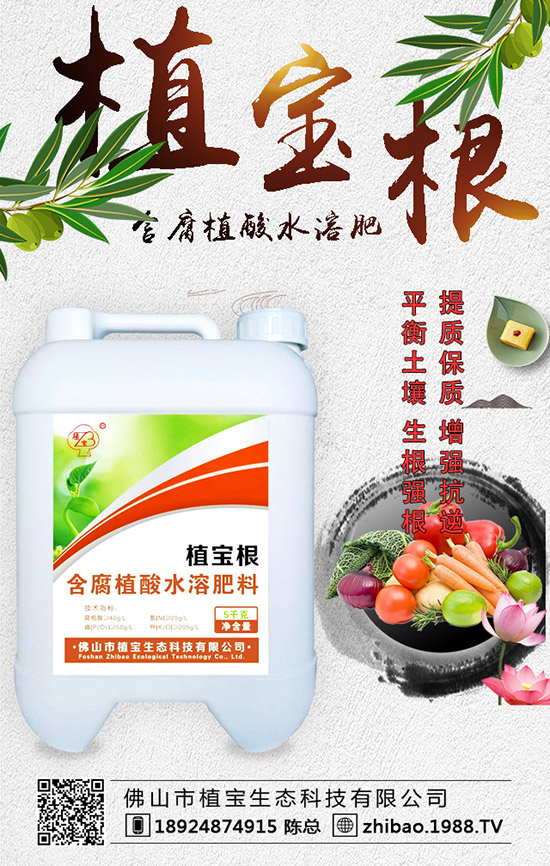 早春大棚西葫蘆什么時(shí)間種?西葫蘆定植后管理要點(diǎn)!