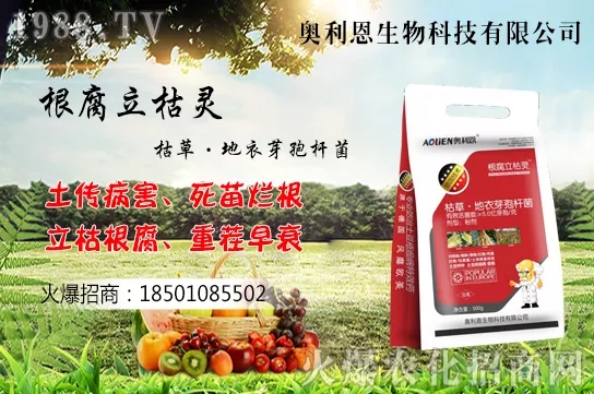 黃花菜什么季節(jié)栽培,黃花菜種植方法介紹!