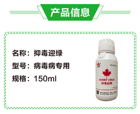 抑毒迎綠(專治病毒病)-綠肥_02