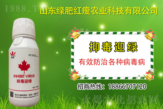 防治病毒病再也不用拔,“抑毒迎綠”專治病毒!