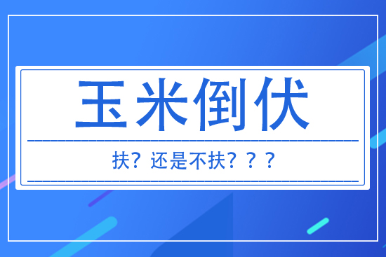 玉米倒伏到底扶不扶? 答案來(lái)了!