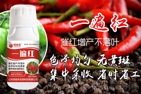 辣椒催紅措施怎么做?辣椒如何提前上市?辣椒催紅藥什么時(shí)候打好?