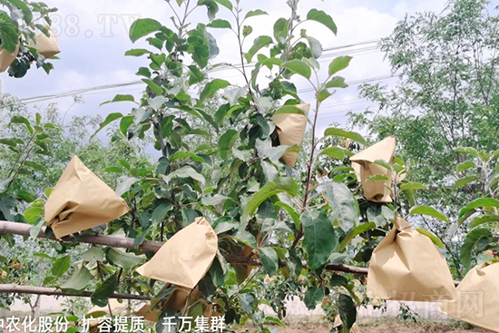 果實(shí)套袋后可減少農(nóng)藥殘留,改善果子的外觀品質(zhì),可大大提高果品賣(mài)相,更容易出售并賣(mài)出高價(jià),所以果樹(shù)套袋目前仍然是我國(guó)果園的主要管理方法,套袋蘋(píng)果表光就是好,也少病害。