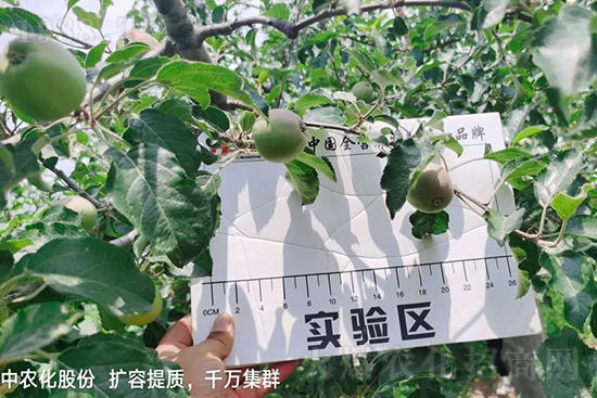 果實(shí)套袋后可減少農(nóng)藥殘留,改善果子的外觀品質(zhì),可大大提高果品賣(mài)相,更容易出售并賣(mài)出高價(jià),所以果樹(shù)套袋目前仍然是我國(guó)果園的主要管理方法,套袋蘋(píng)果表光就是好,也少病害。