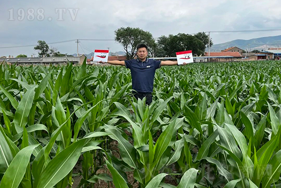 渾源玉米頂呱呱,營養(yǎng)補充全靠它