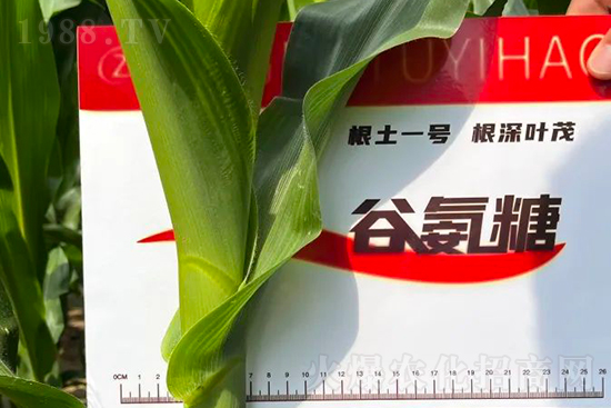 渾源玉米頂呱呱,營養(yǎng)補充全靠它