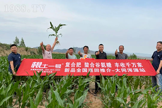 渾源玉米頂呱呱,營養(yǎng)補充全靠它