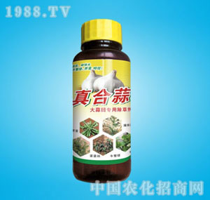 �ٰ�-�����